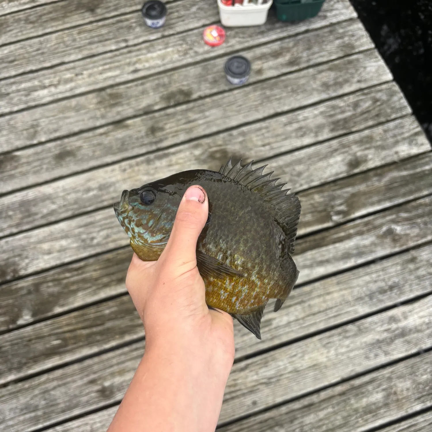 Bluegill caught on Fishbrain