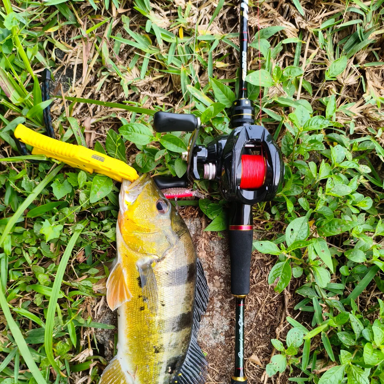 The most recent Butterfly peacock bass catches on Fishbrain