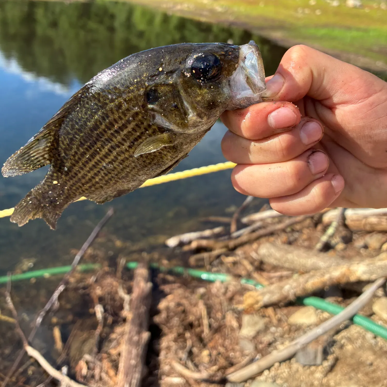 Rock bass caught on Fishbrain