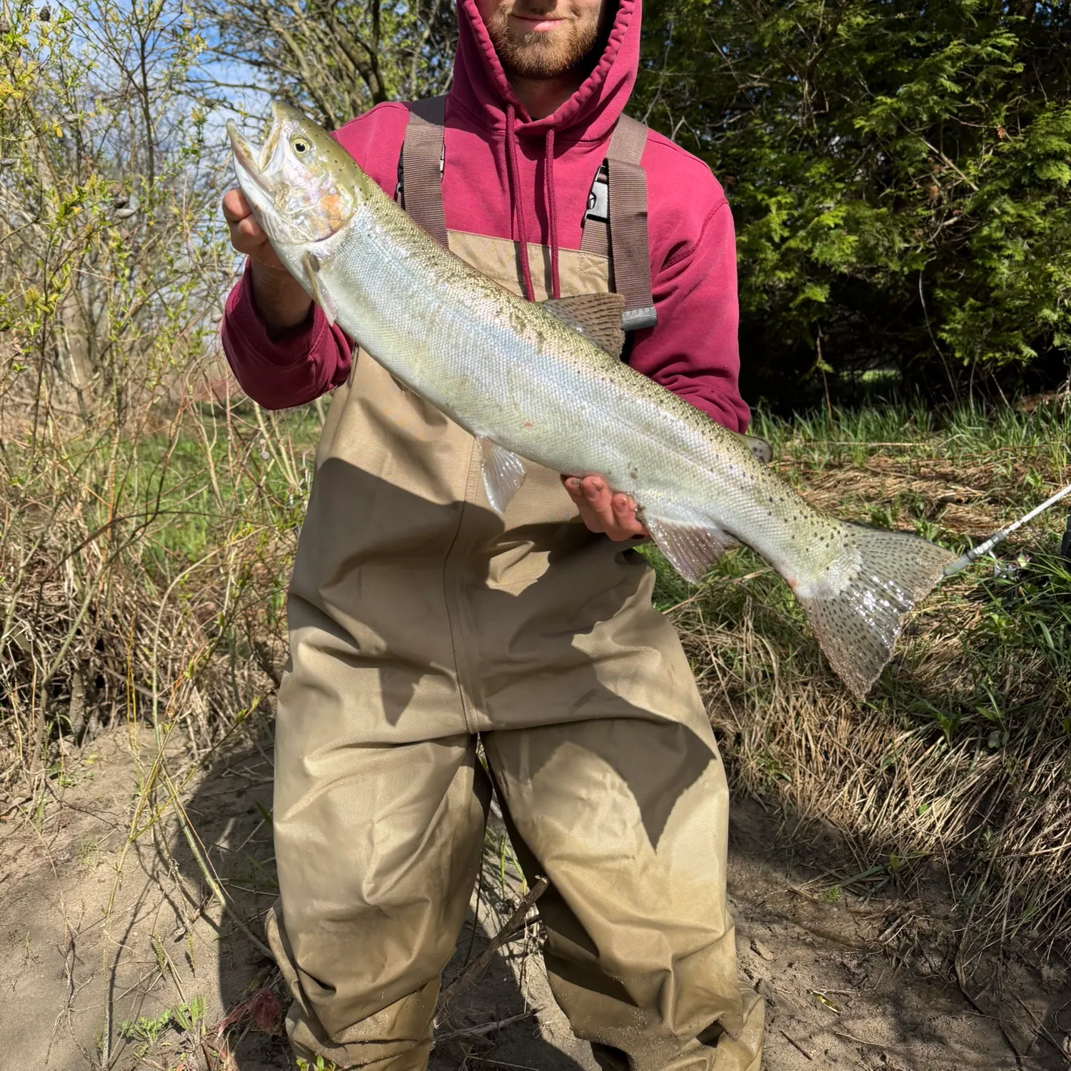 The most recent Steelhead catches on Fishbrain