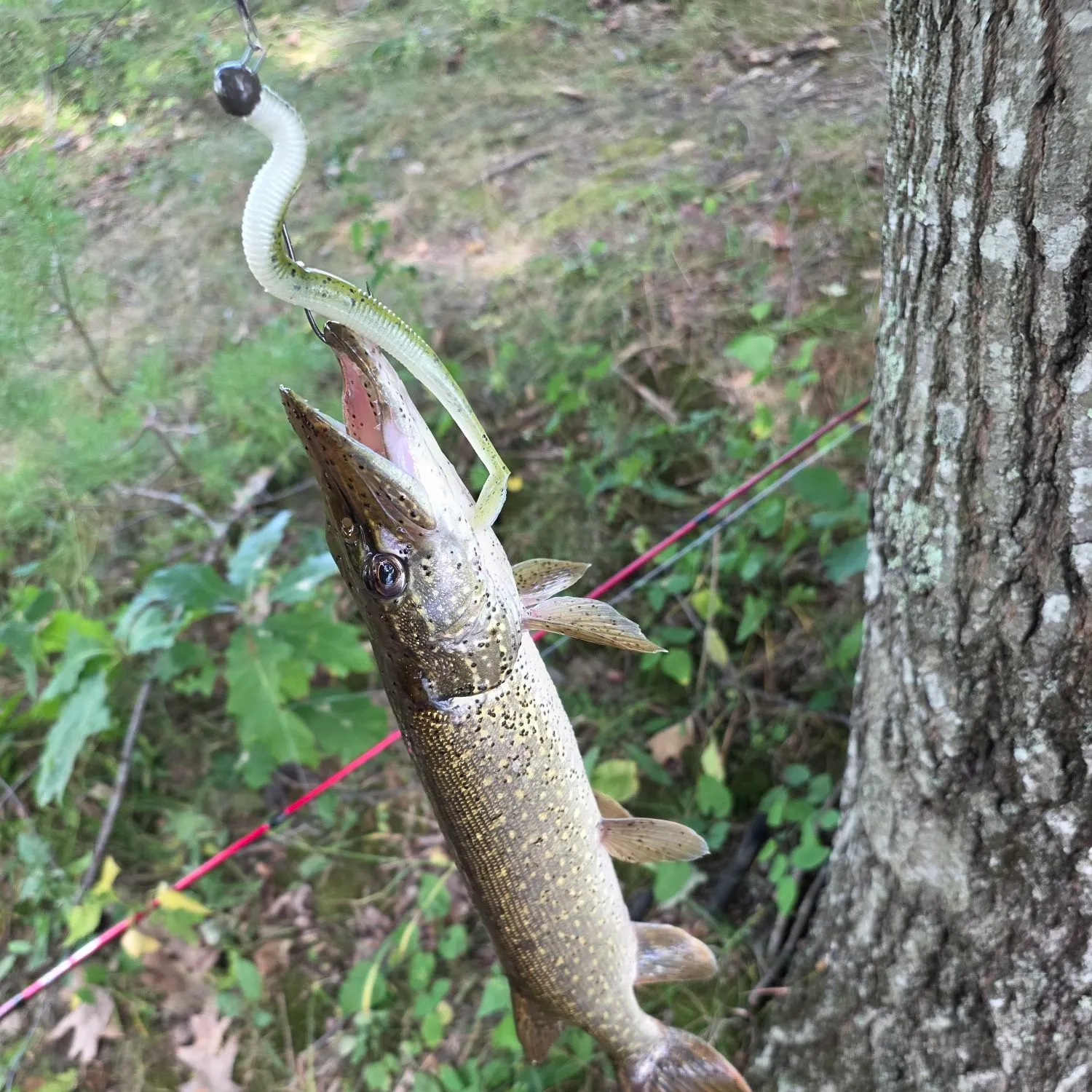 Northern pike caught on Fishbrain