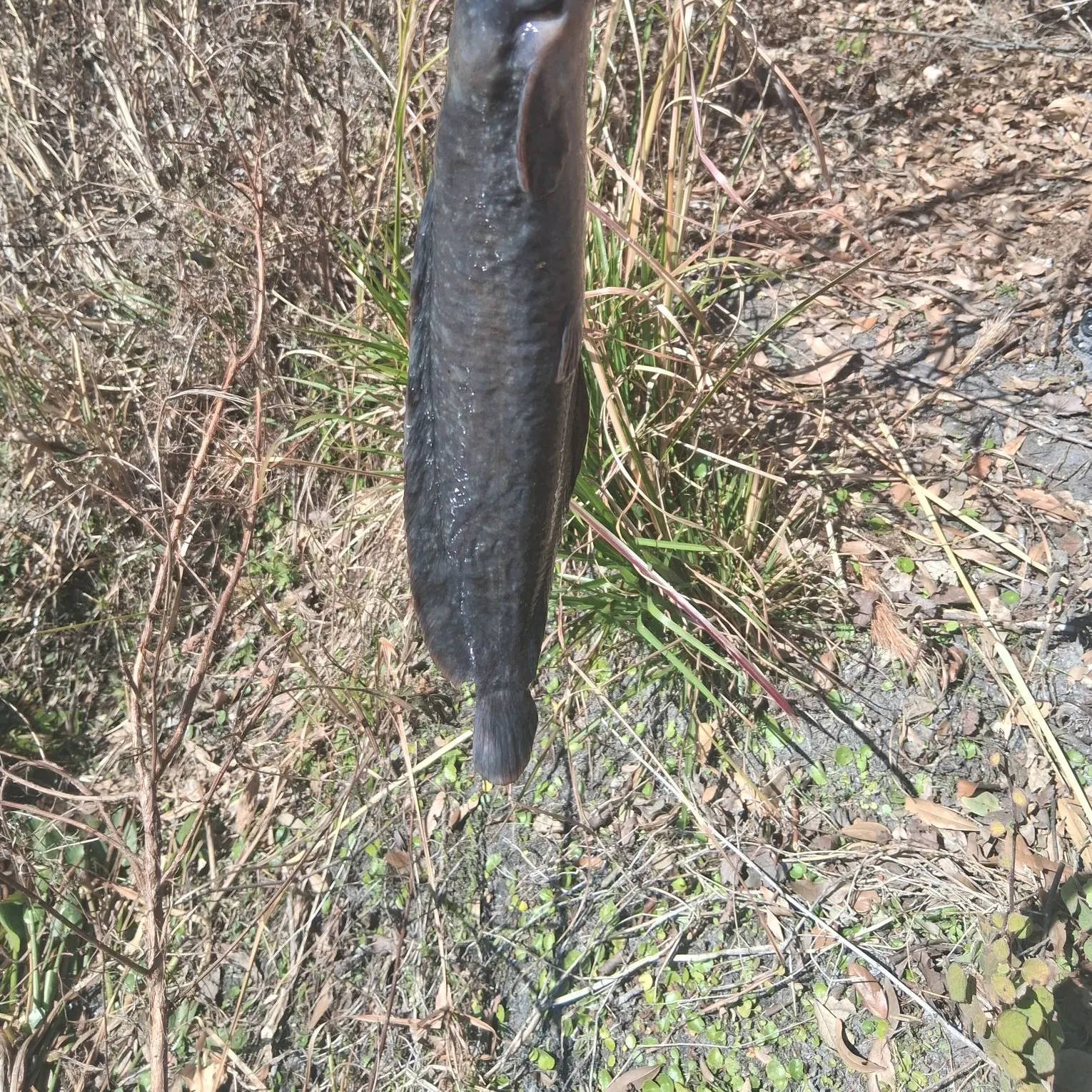 The most recent Walking catfish catches on Fishbrain