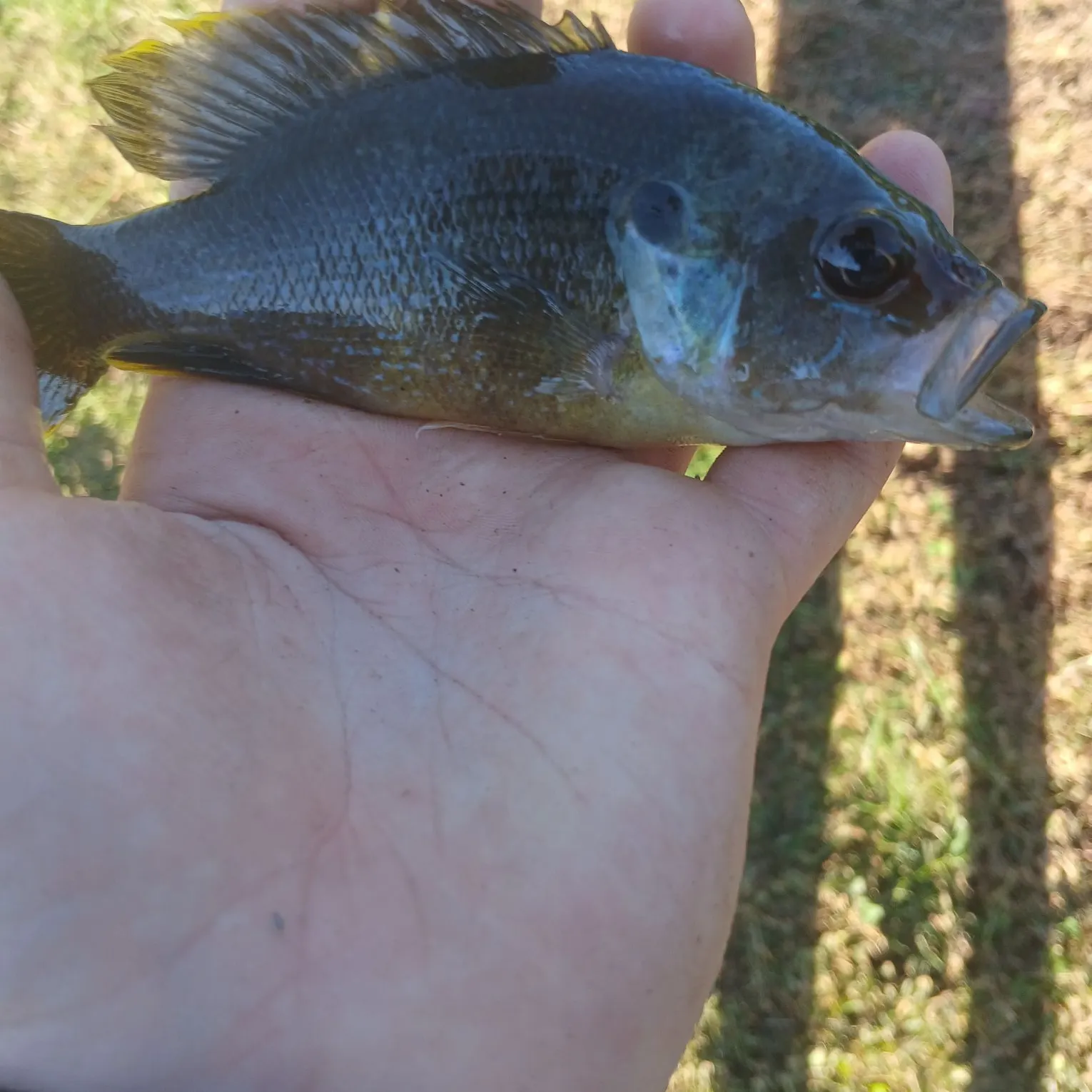 Green sunfish caught on Fishbrain