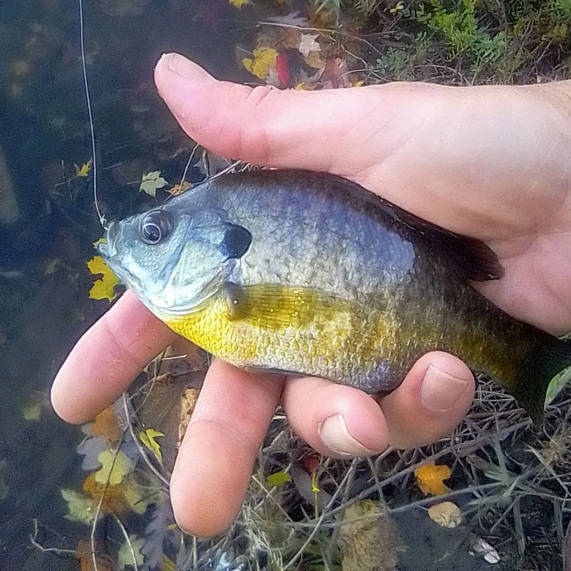 Bluegill caught on Fishbrain