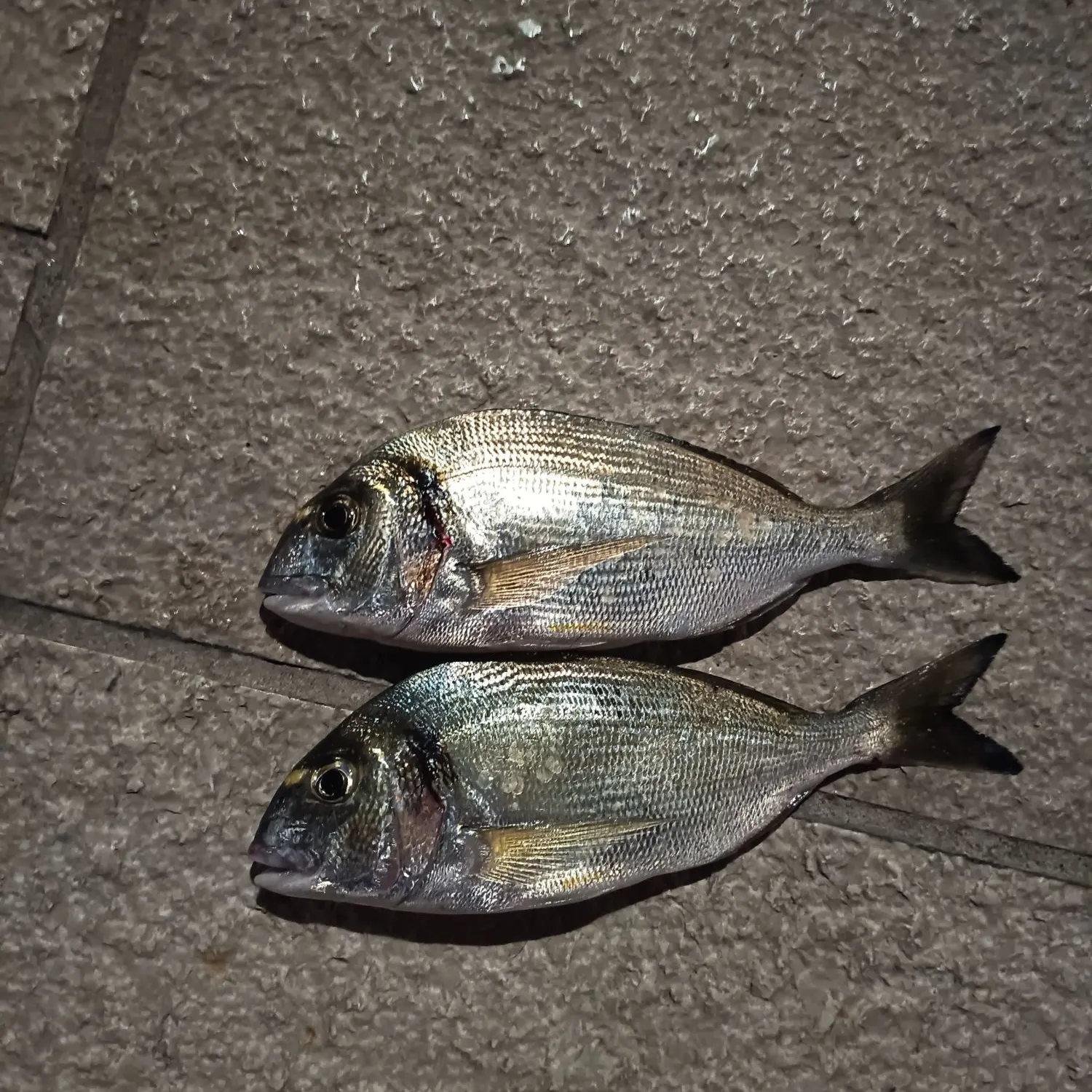 Gilthead seabream caught on Fishbrain