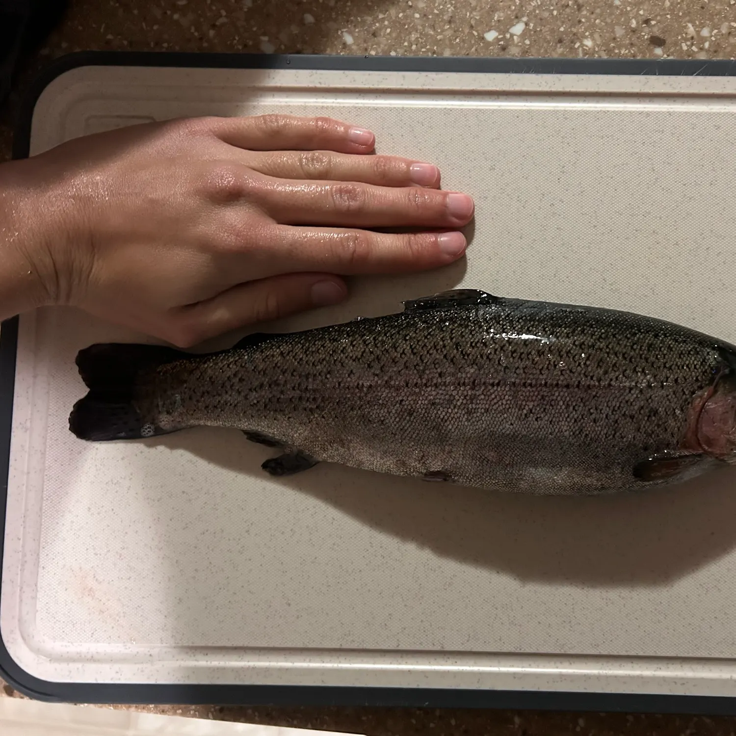 Rainbow trout caught on Fishbrain