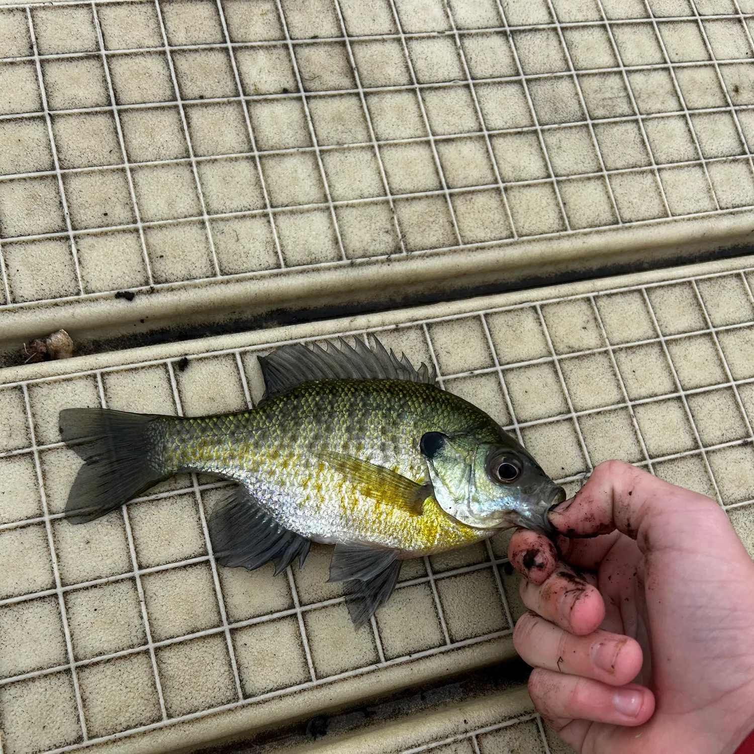 Bluegill caught on Fishbrain