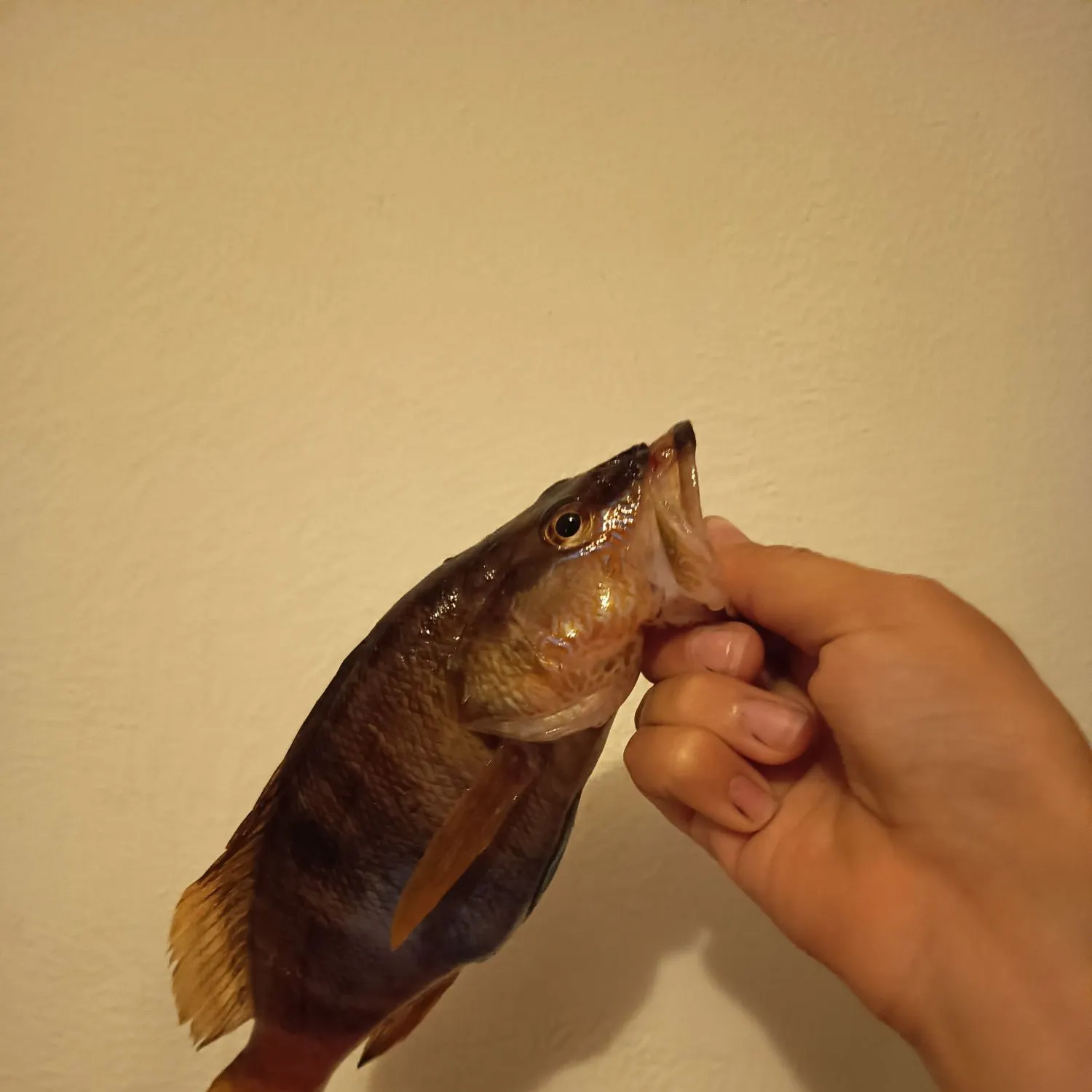 The most recent Painted comber catches on Fishbrain