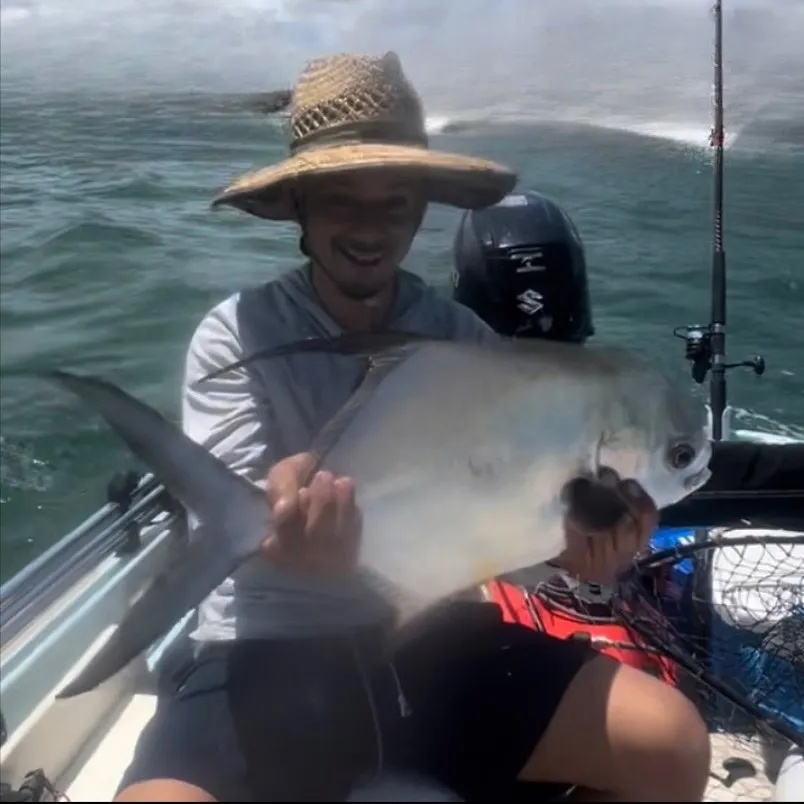 The most recent Permit catches on Fishbrain