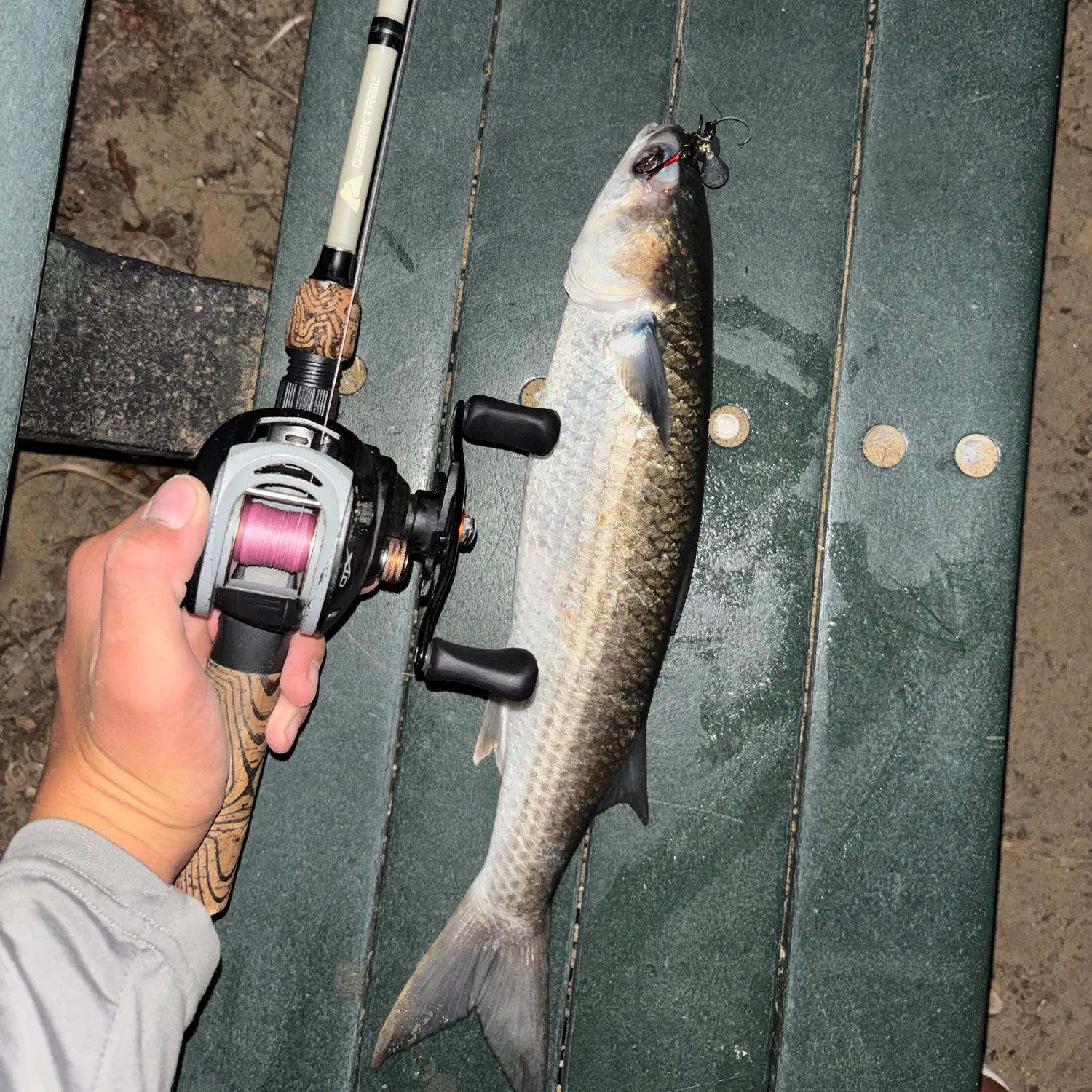 The most recent Striped mullet catches on Fishbrain