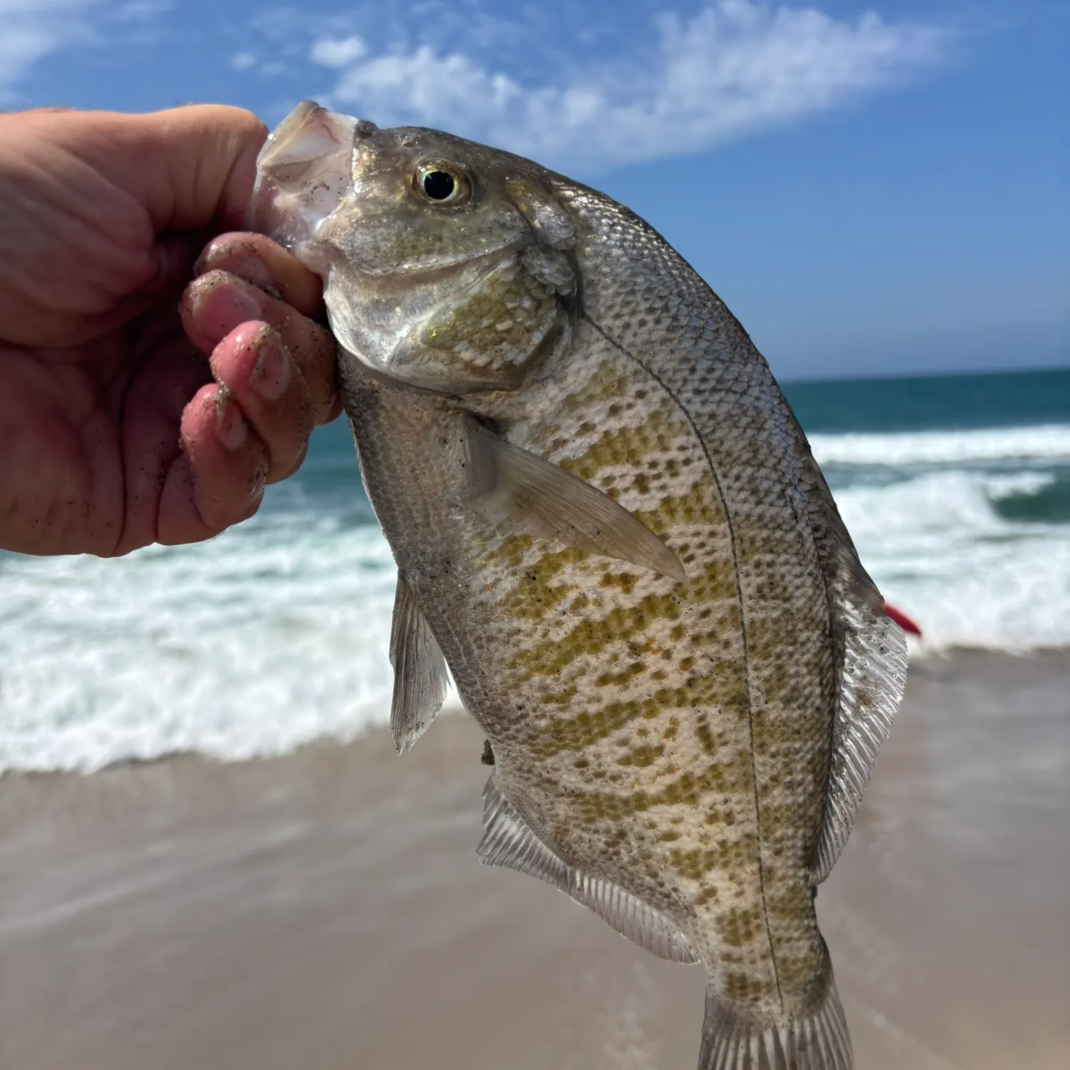 Barred surfperch caught on Fishbrain