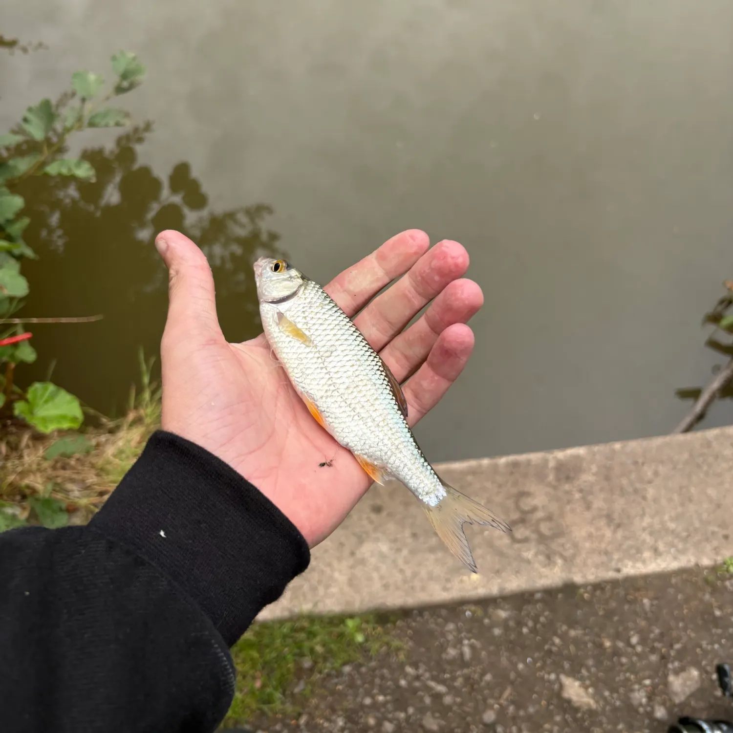 Common roach caught on Fishbrain