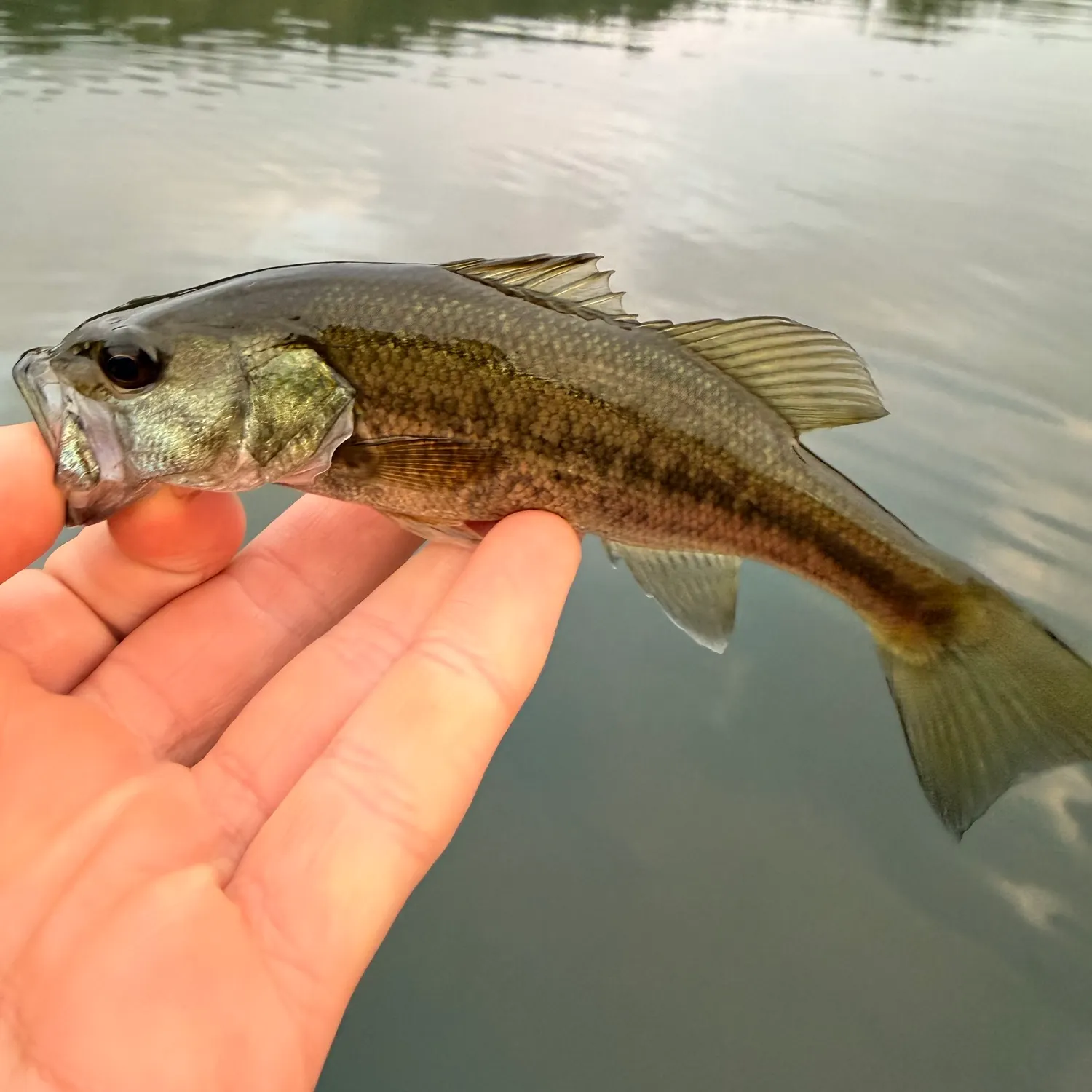 Largemouth bass caught on Fishbrain