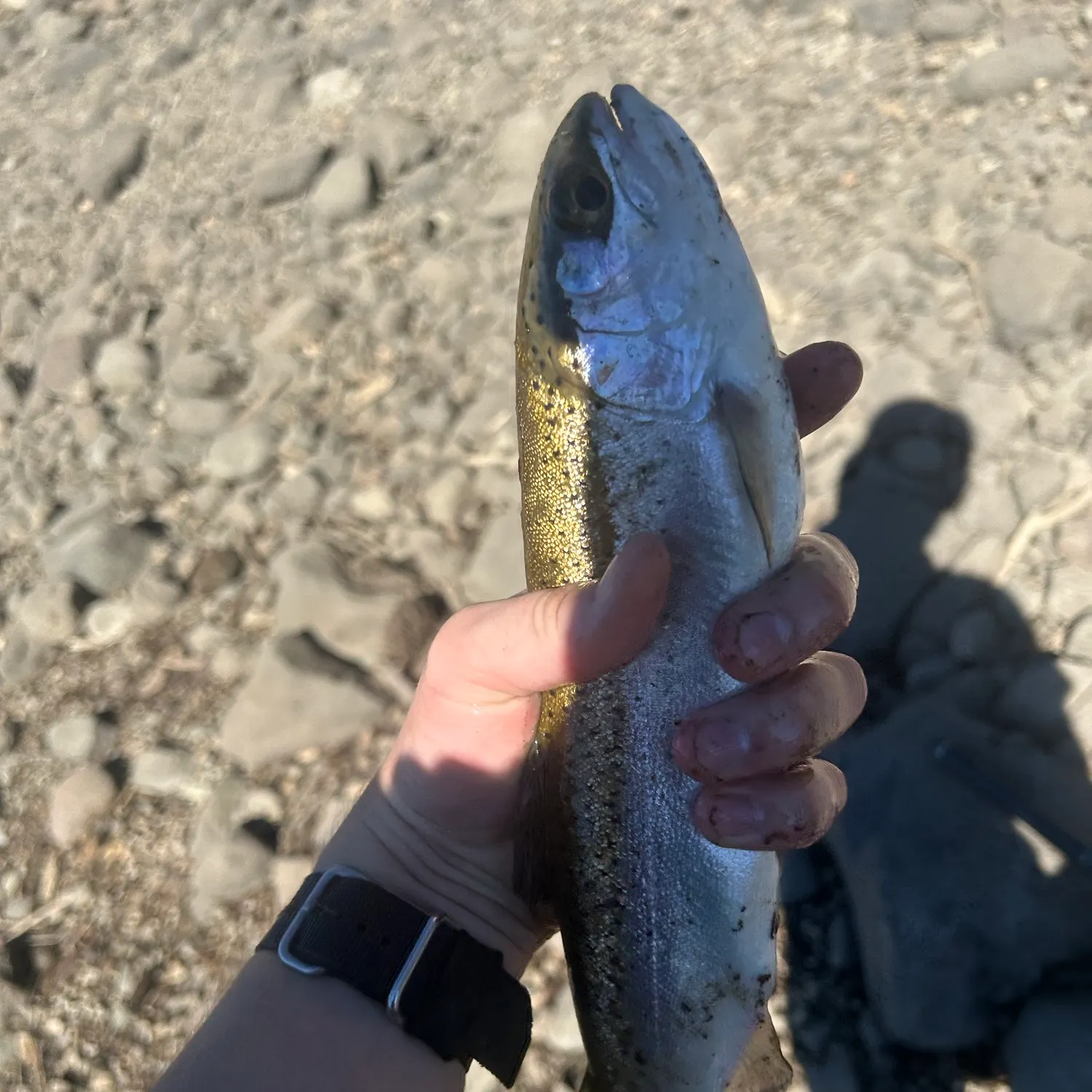 Steelhead caught on Fishbrain