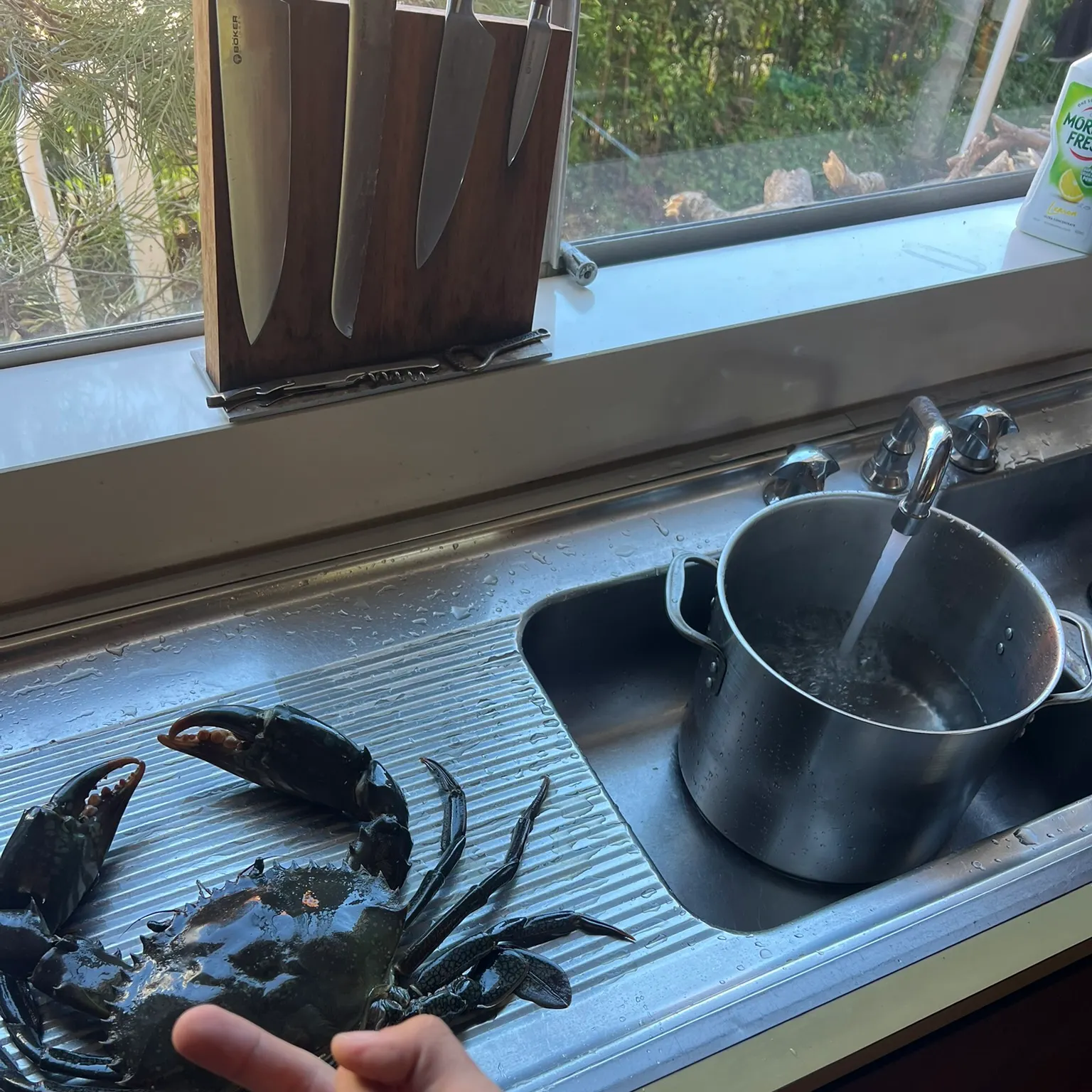 The most recent Giant mud crab catches on Fishbrain