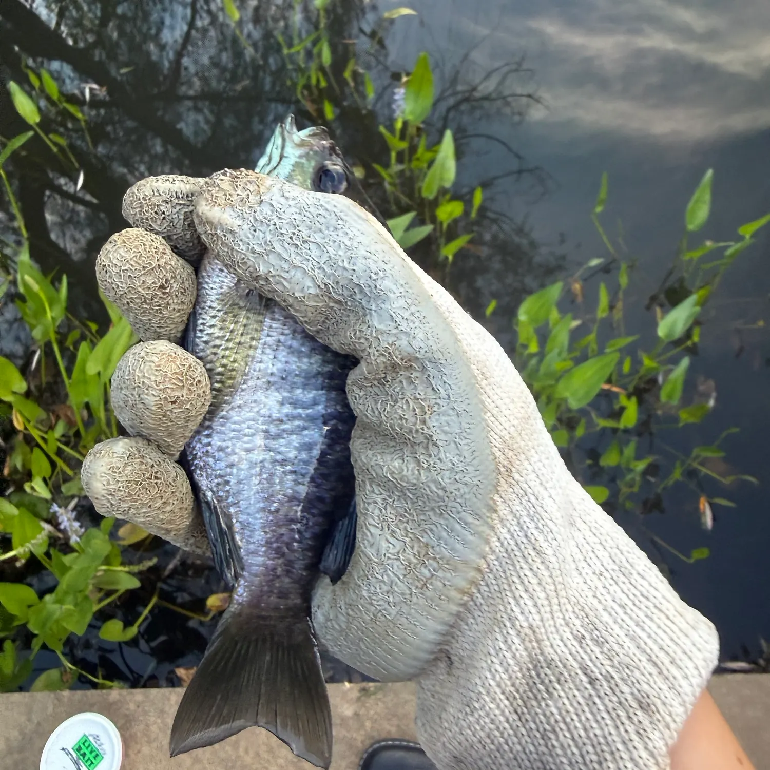 Bluegill caught on Fishbrain