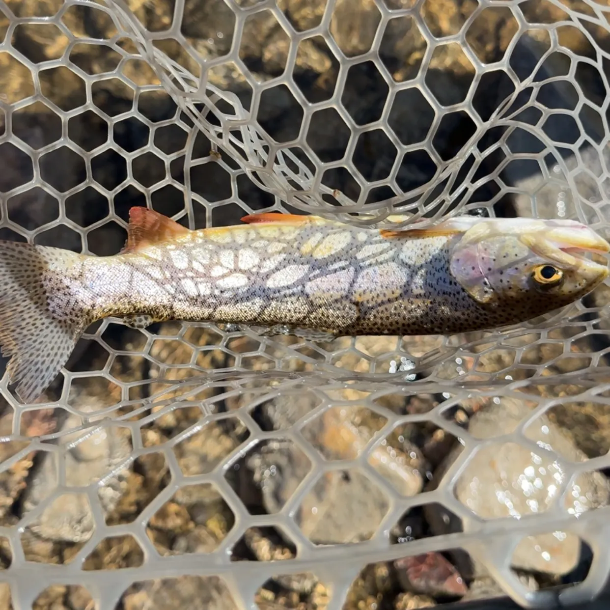 Rainbow trout caught on Fishbrain