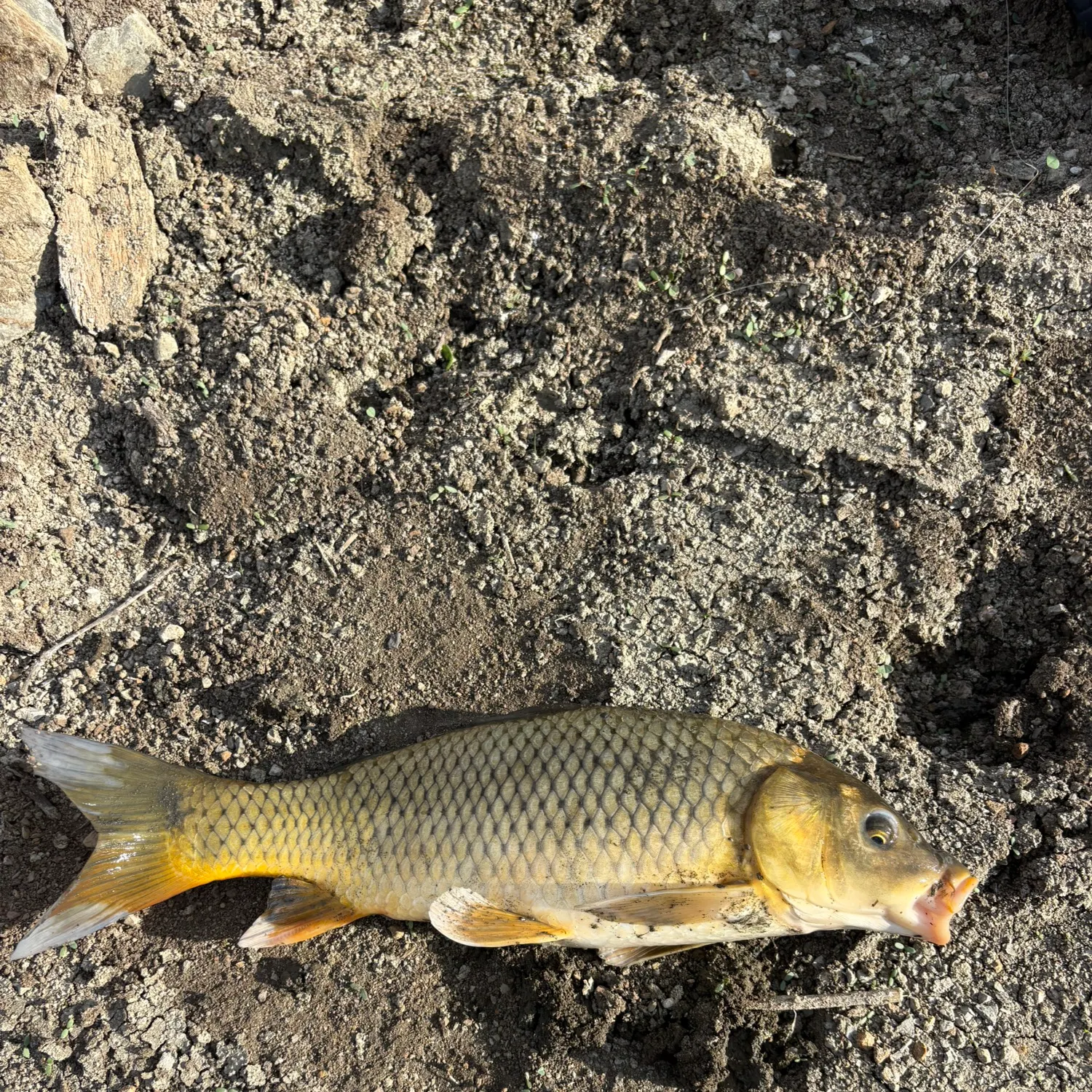 Common carp caught on Fishbrain