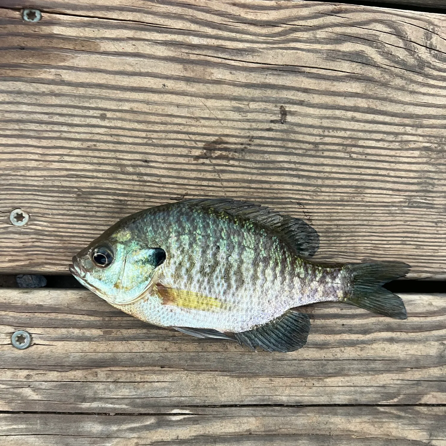 Bluegill caught on Fishbrain