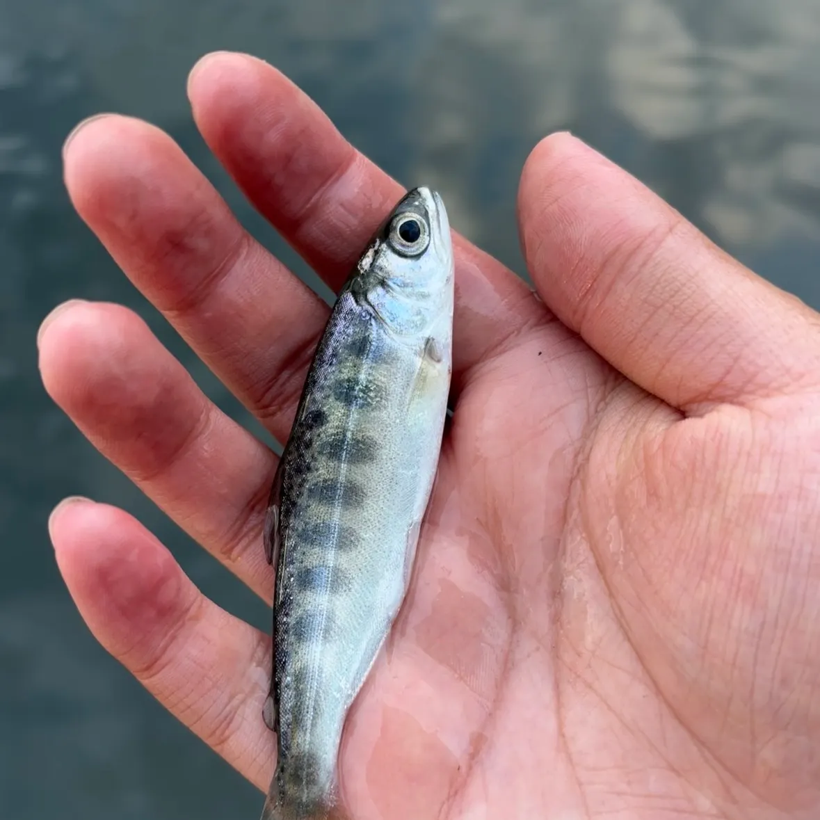 Coho salmon caught on Fishbrain