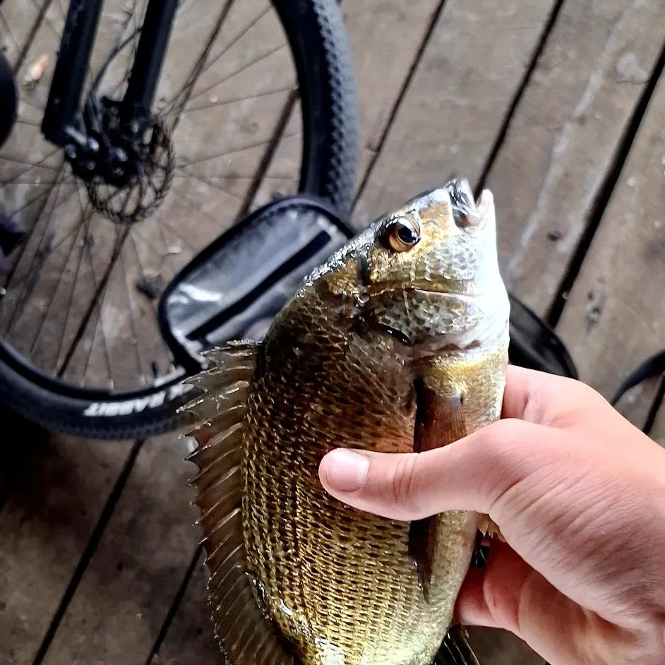 The most recent Southern black bream catches on Fishbrain