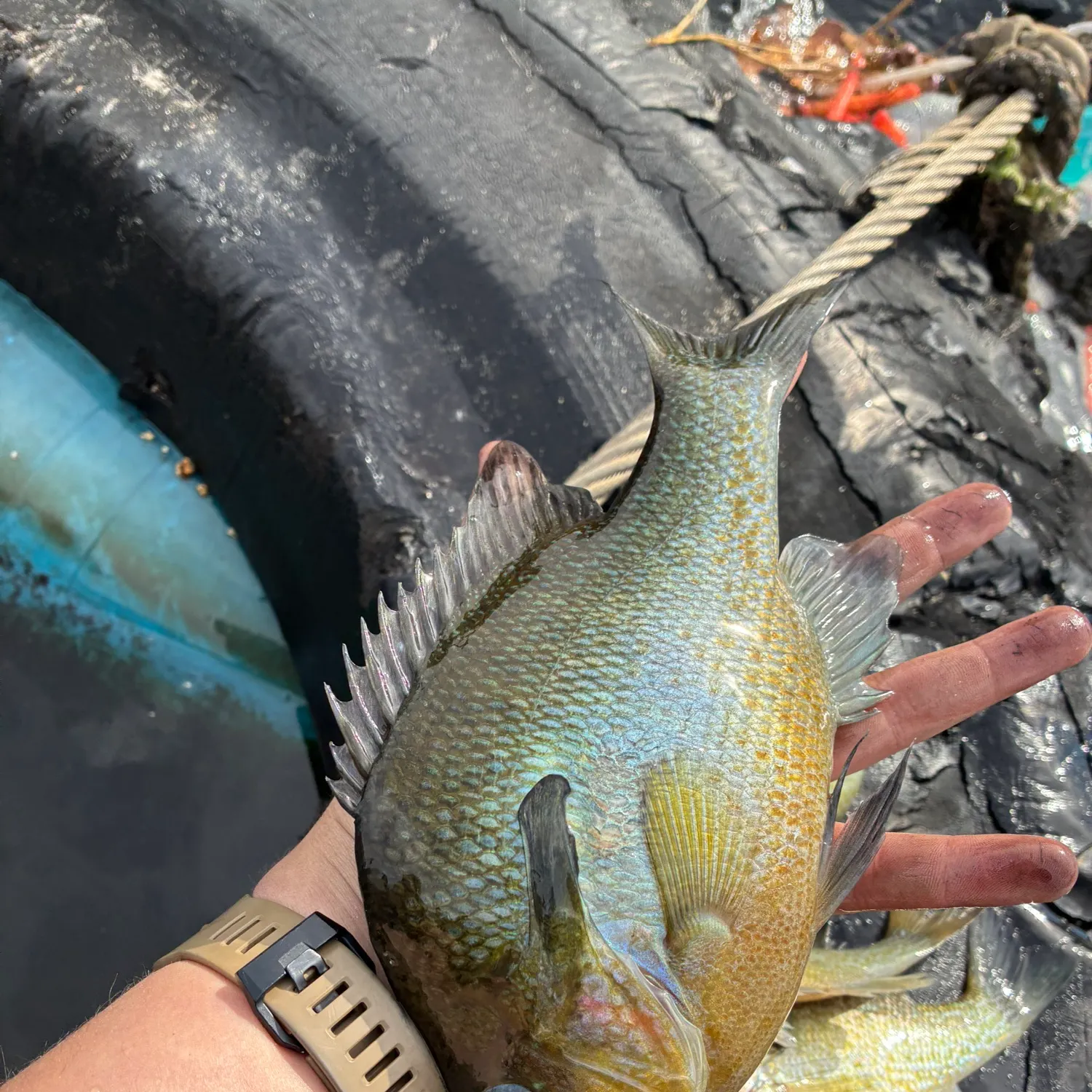 recently logged catches