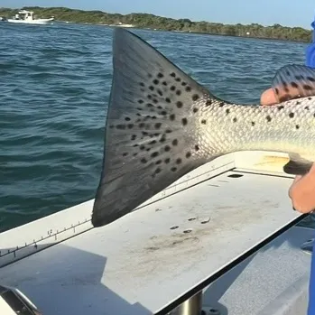 The most recent Spotted seatrout catches on Fishbrain