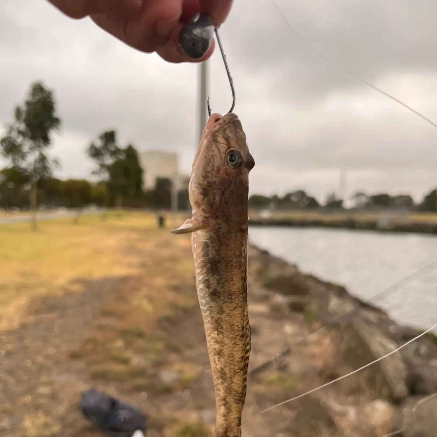 The most recent Yellowfin goby catches on Fishbrain