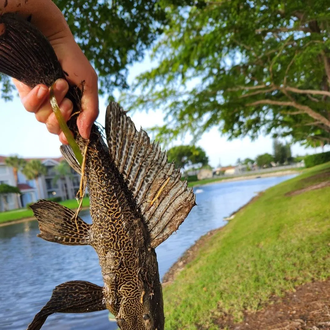 The most recent Suckermouth catfish catches on Fishbrain