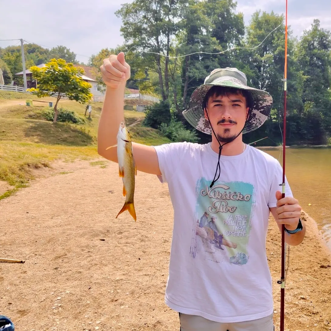 Common barbel caught on Fishbrain