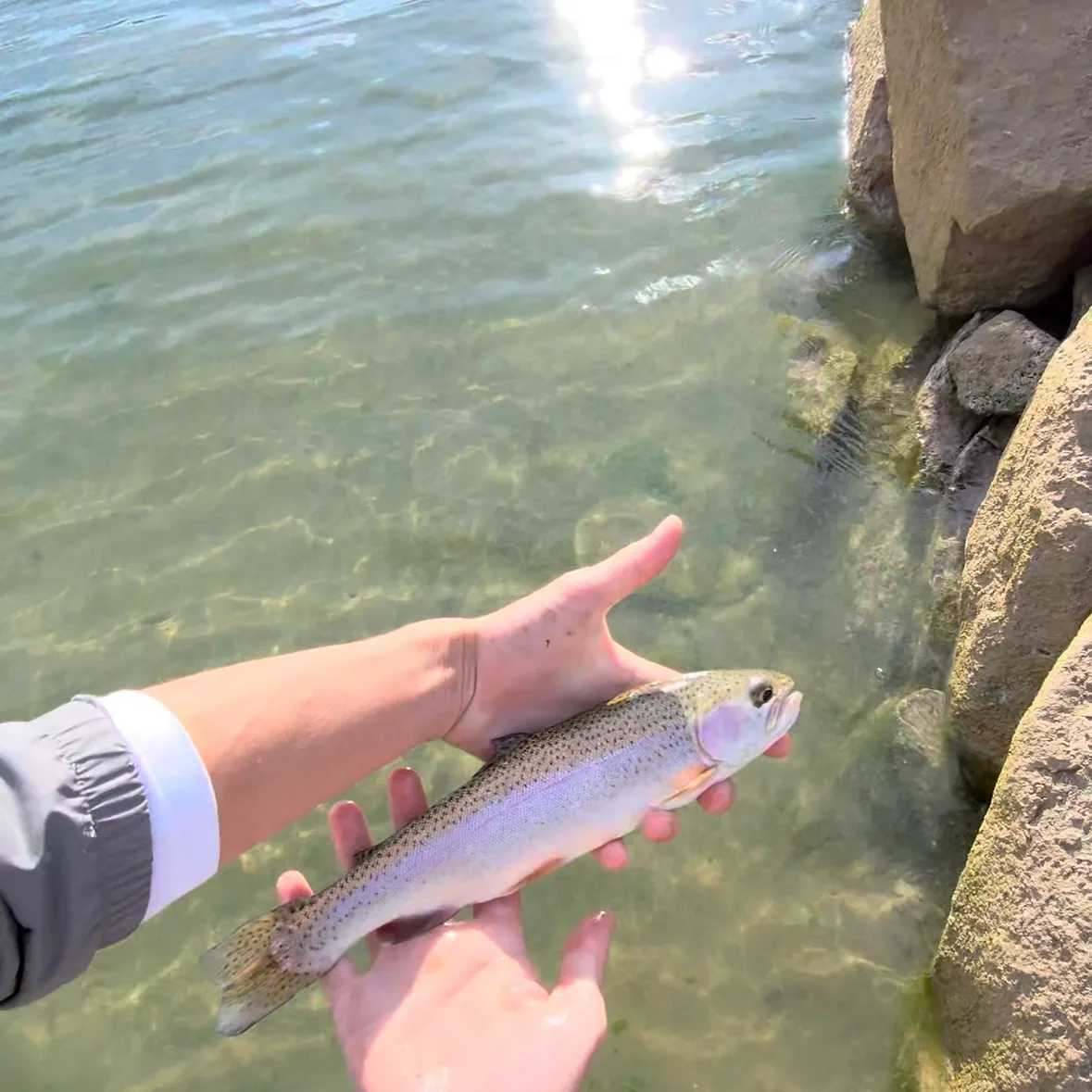 Cutbow caught on Fishbrain