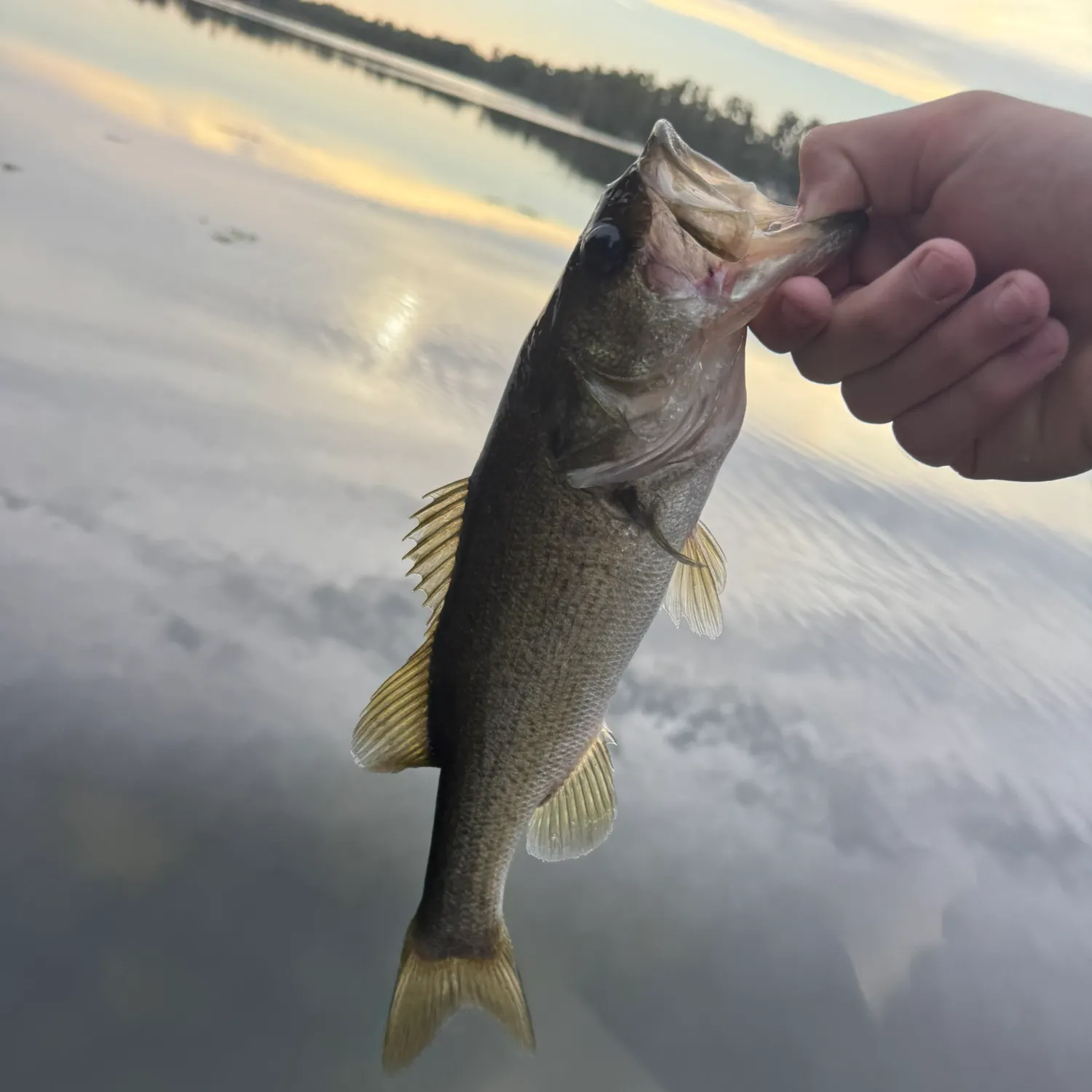 Largemouth bass caught on Fishbrain