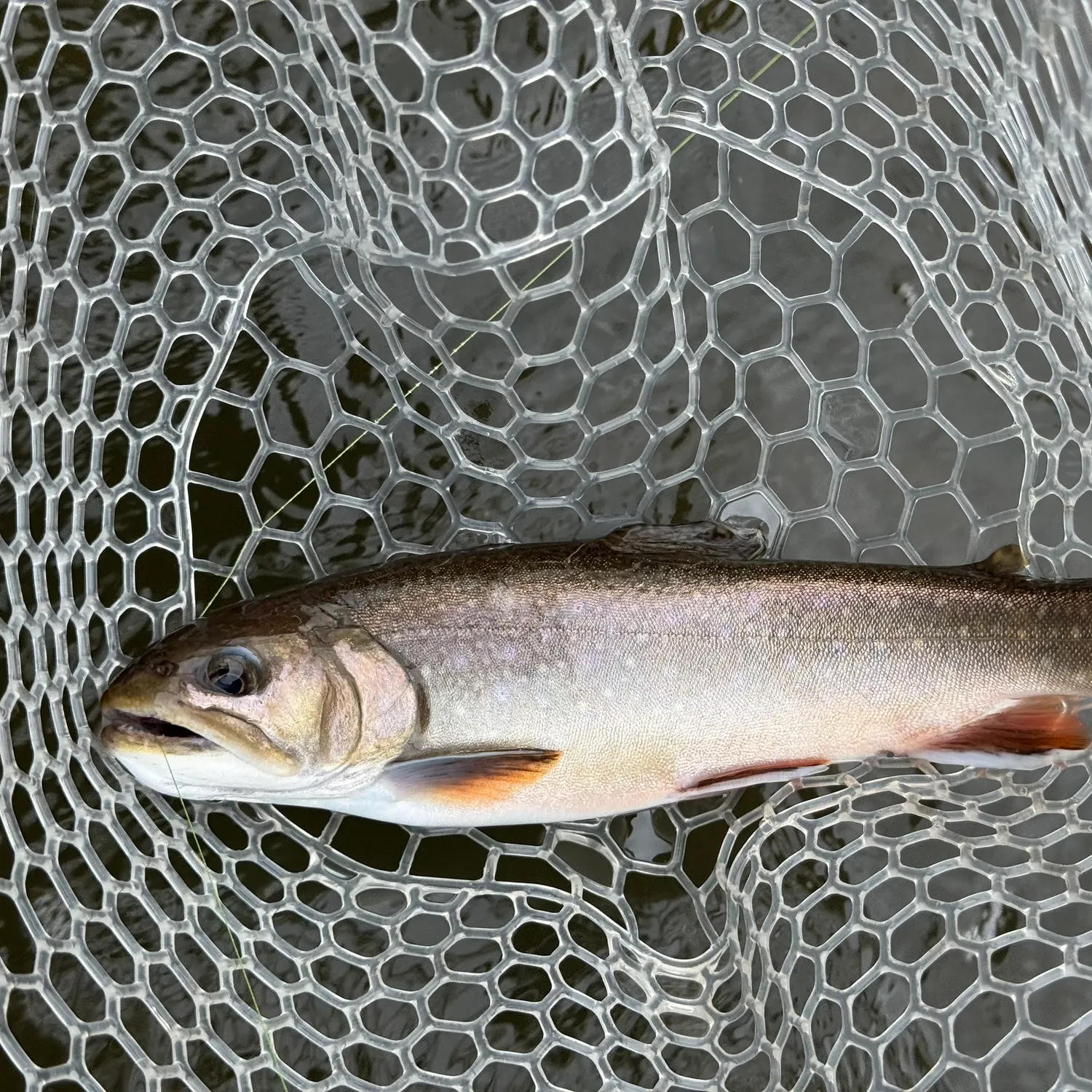 Brook trout caught on Fishbrain