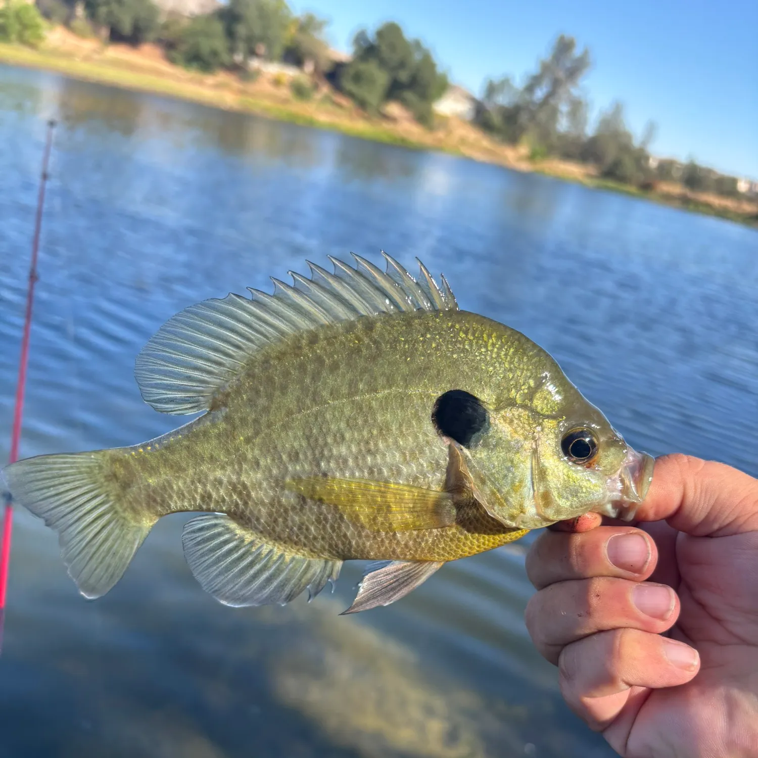 Bluegill caught on Fishbrain