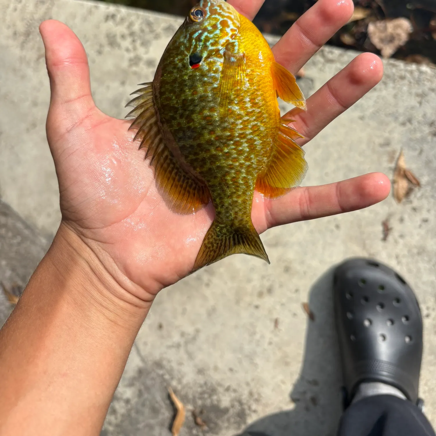 Pumpkinseed caught on Fishbrain