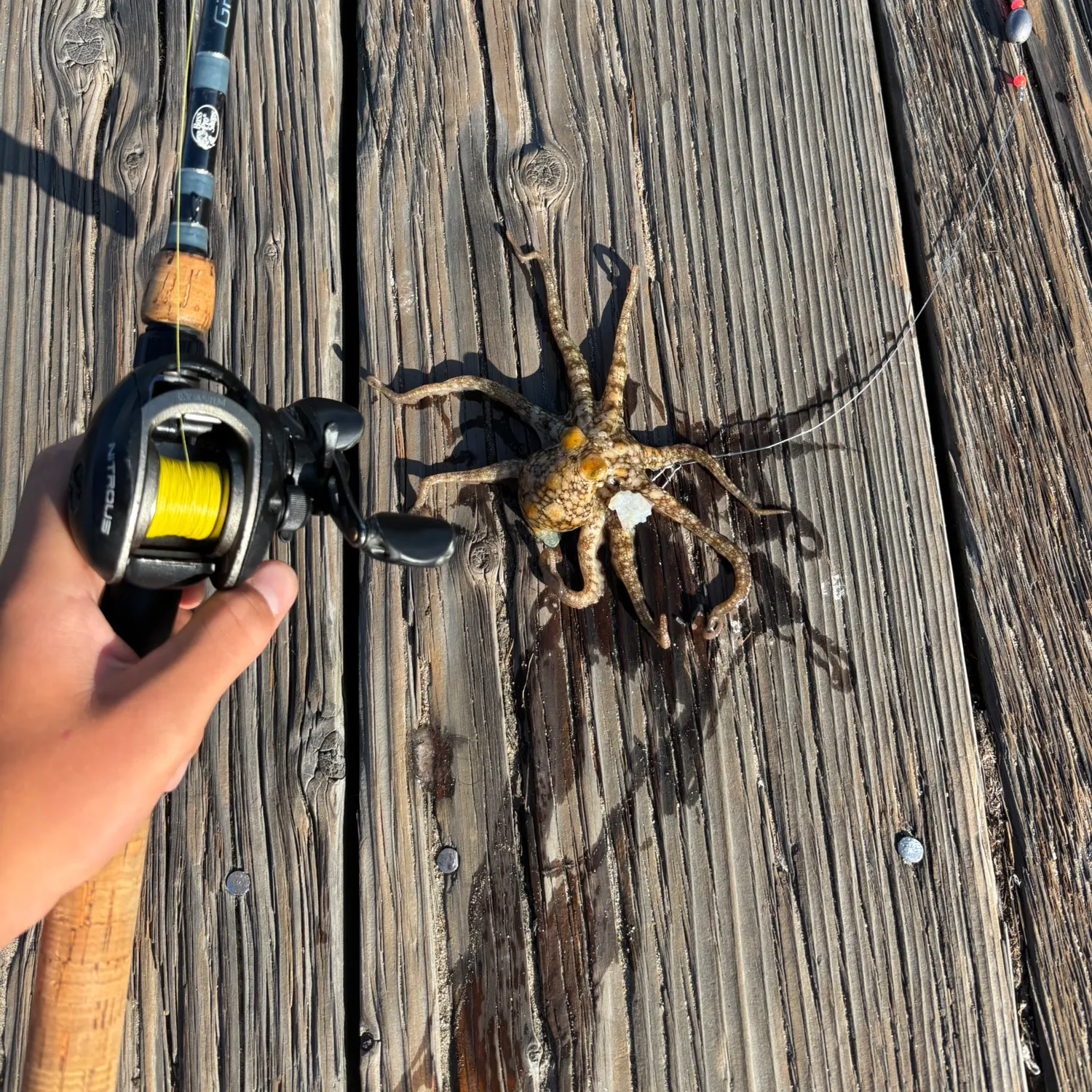 The most recent California two-spot octopus catches on Fishbrain