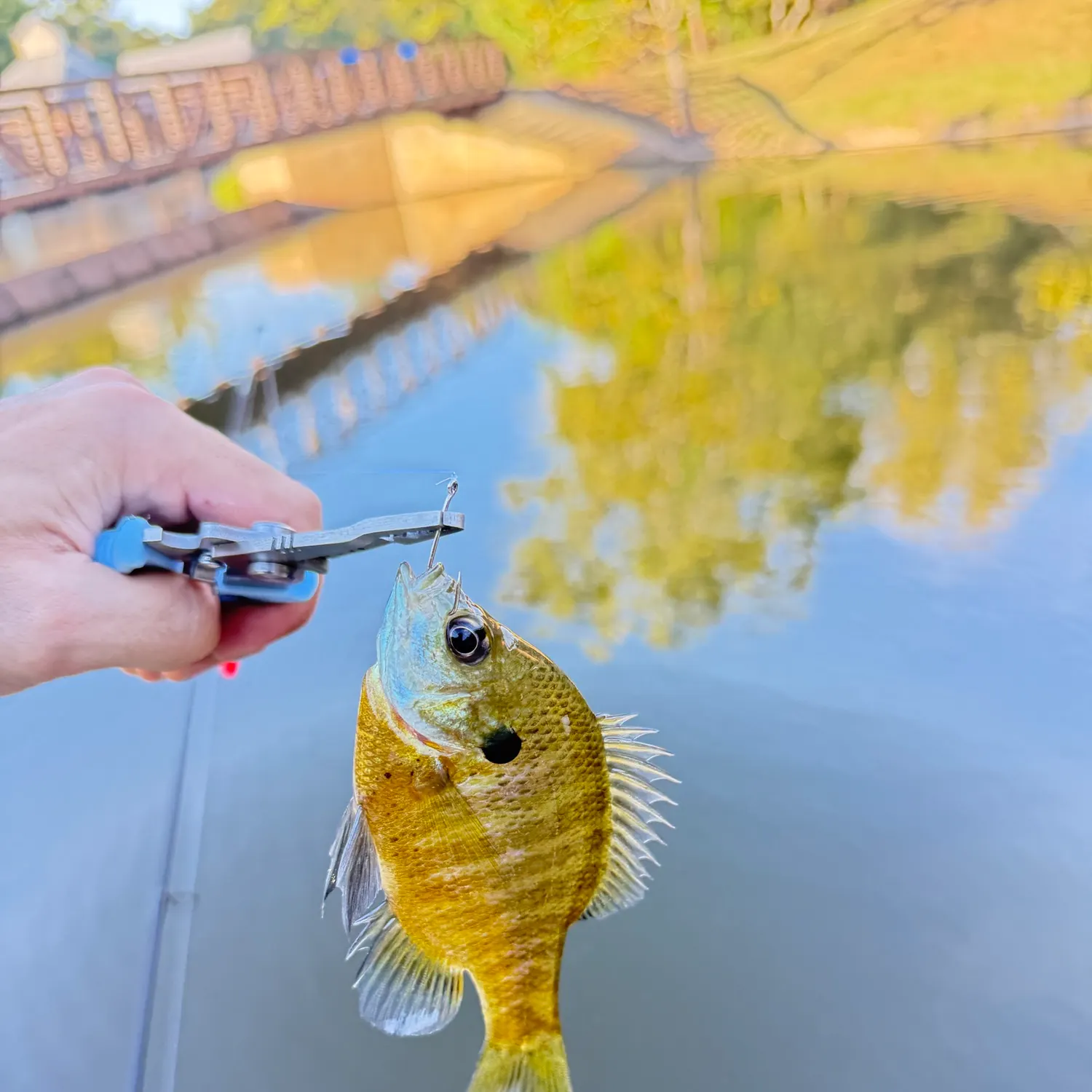 Bluegill caught on Fishbrain