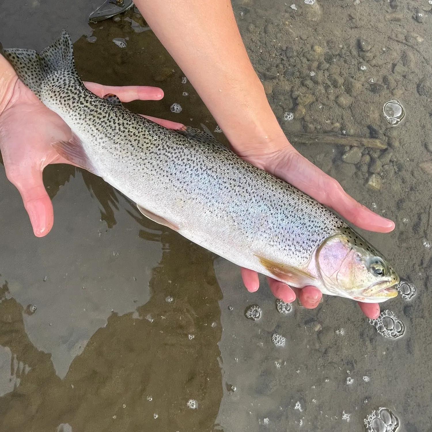 Rainbow trout caught on Fishbrain
