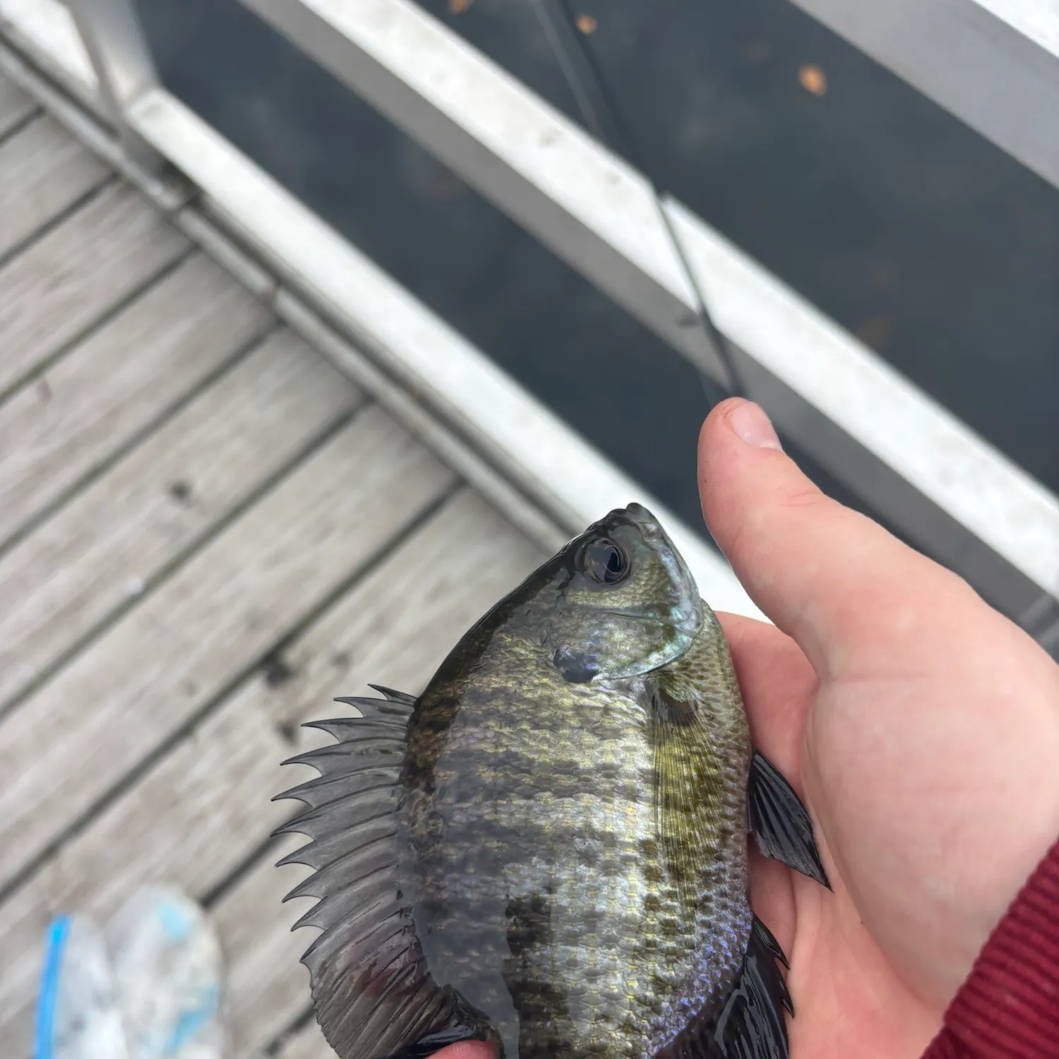 Bluegill caught on Fishbrain