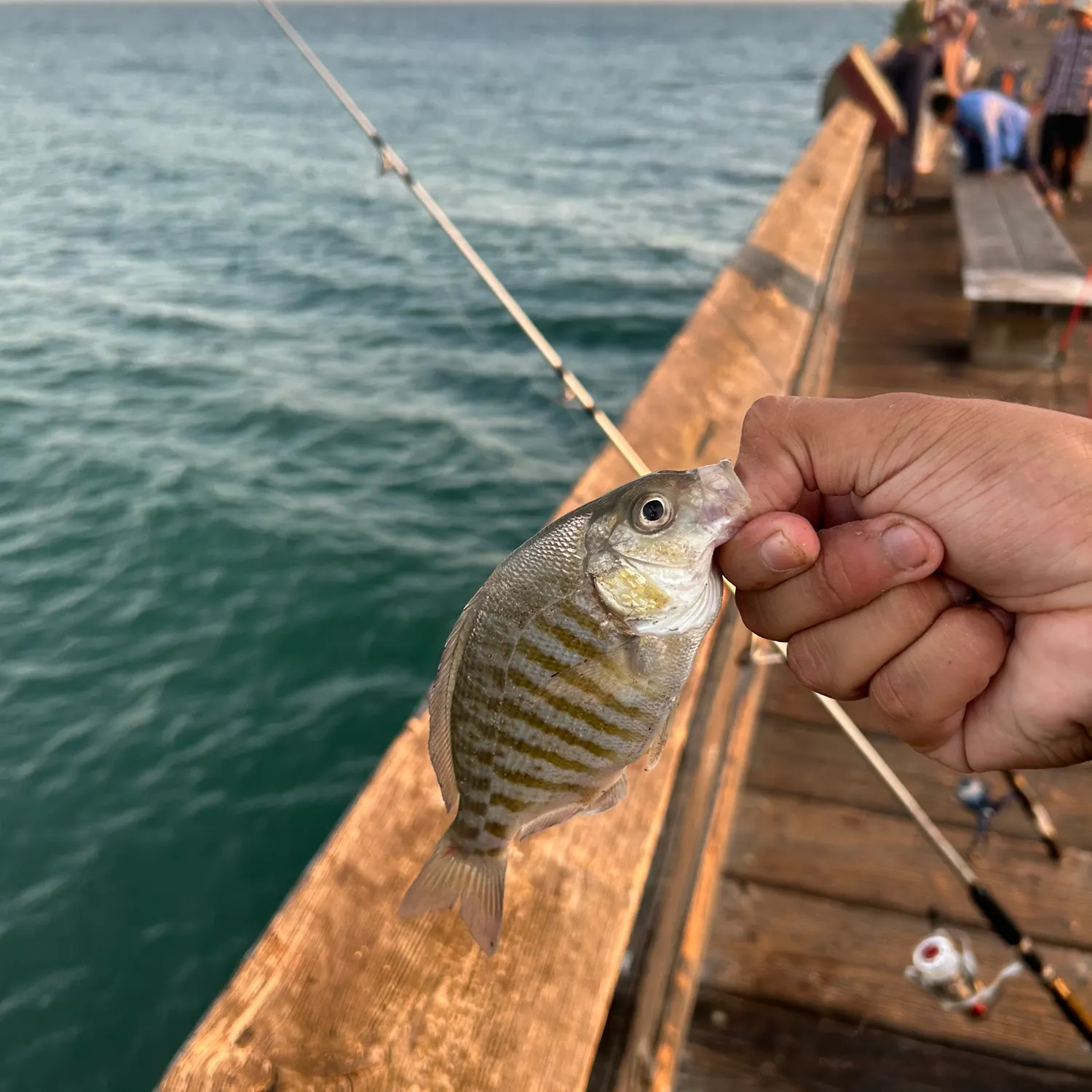 The most recent Barred surfperch catches on Fishbrain
