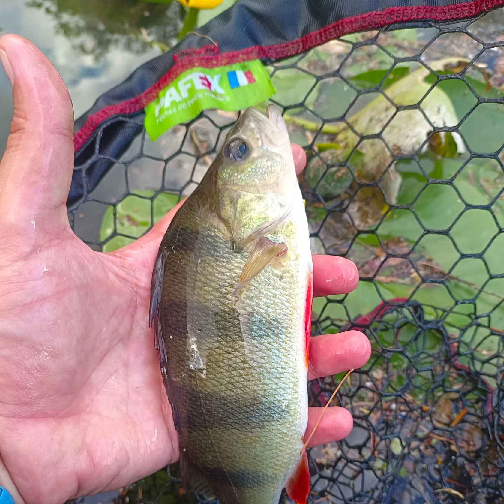 European perch caught on Fishbrain