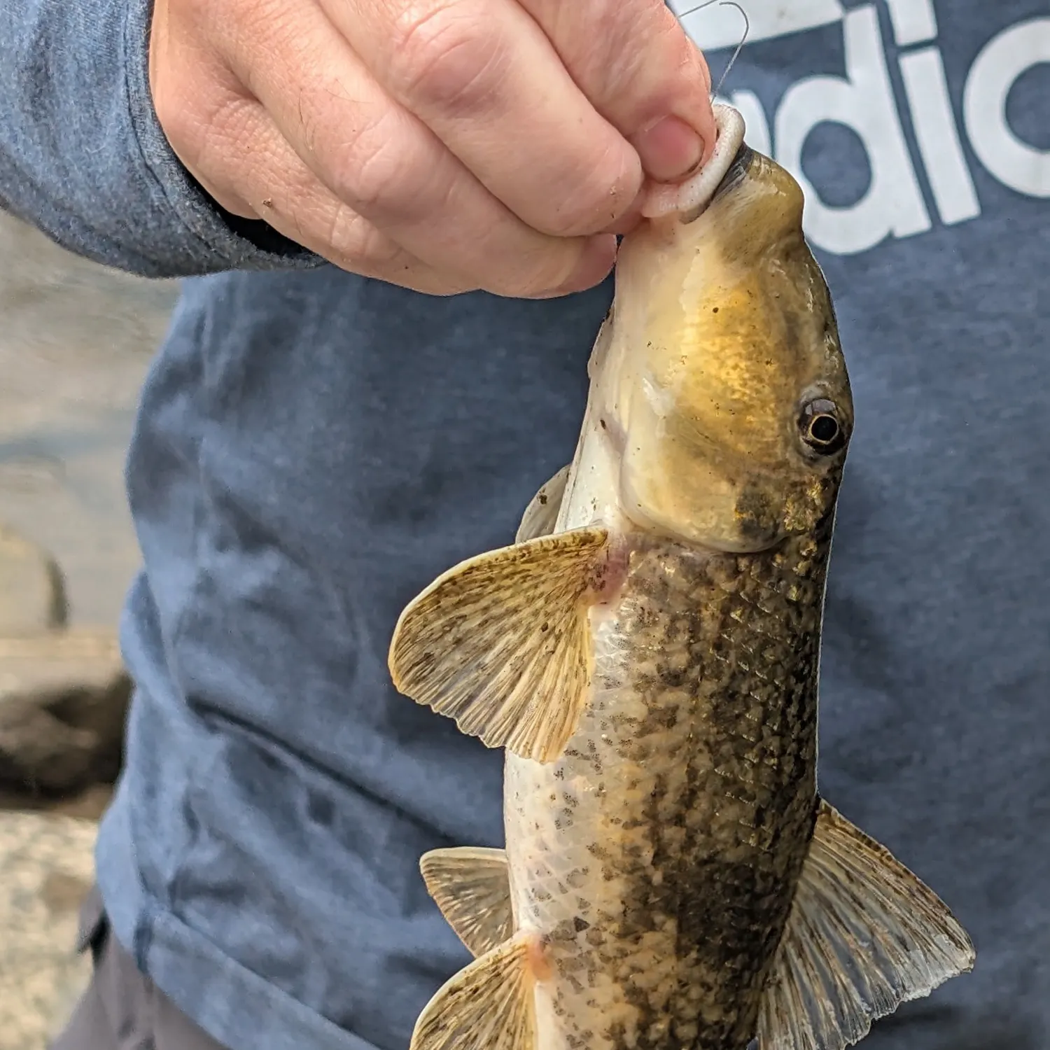 Northern hogsucker caught on Fishbrain