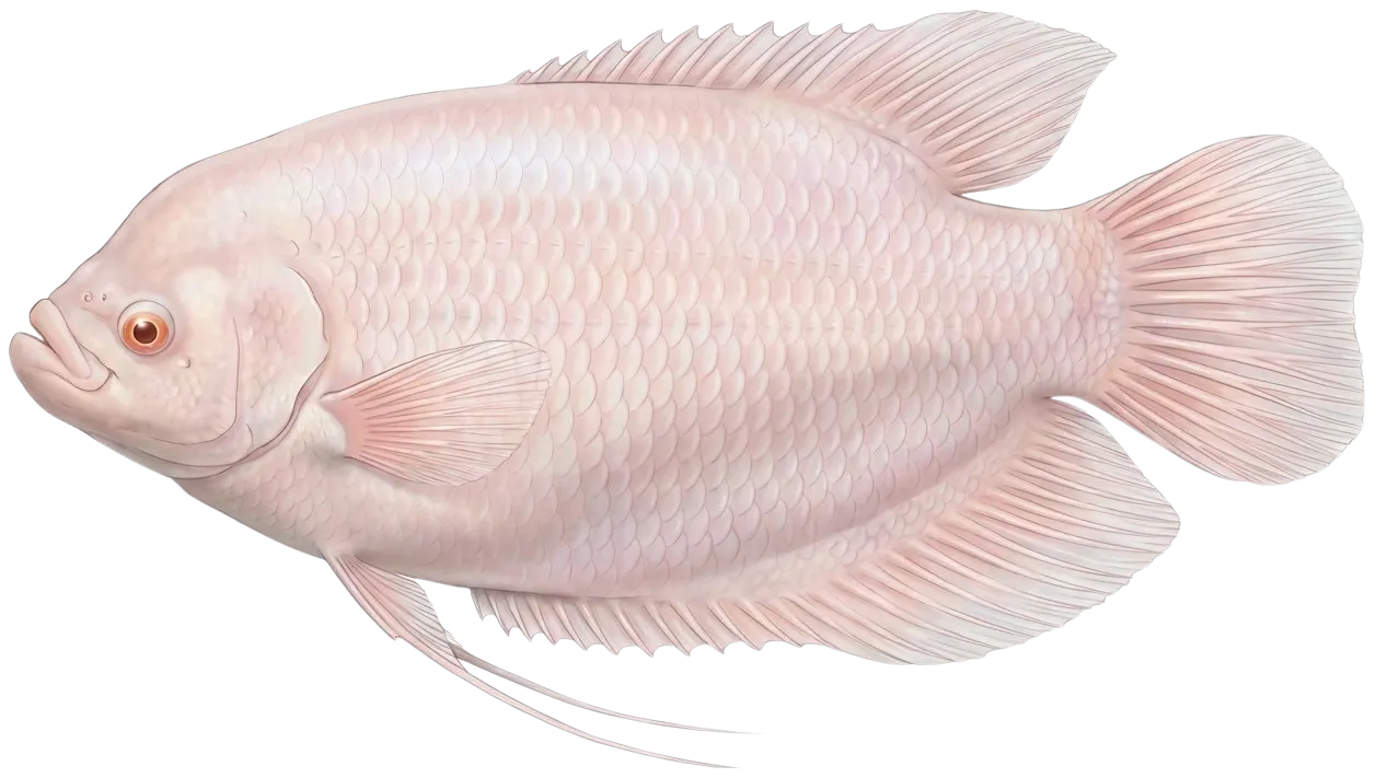 Giant gourami