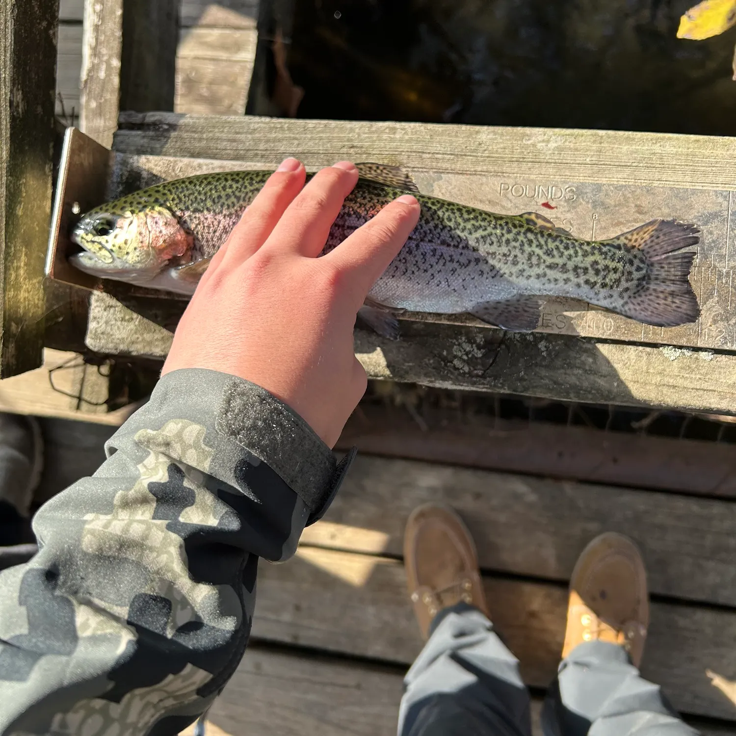 recently logged catches