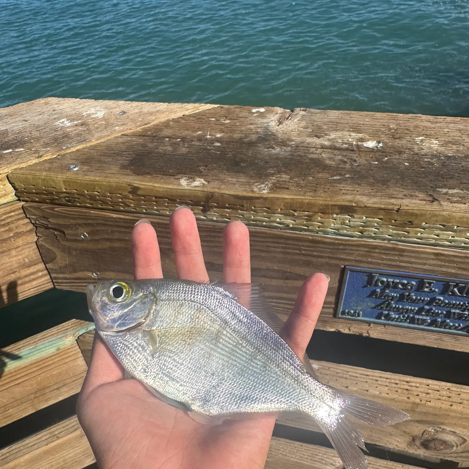 The most recent Walleye surfperch catches on Fishbrain