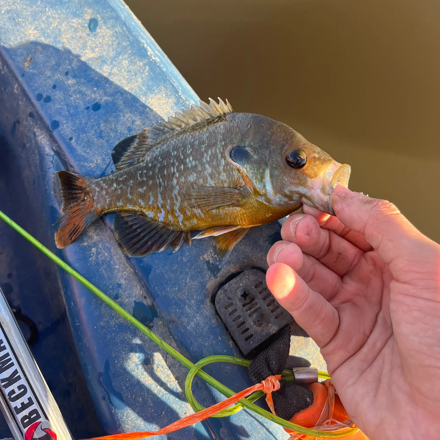 Greengill hybrid caught on Fishbrain