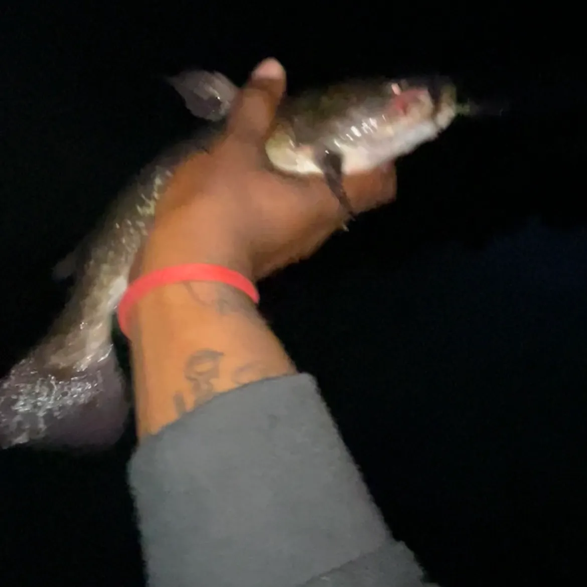 Brown bullhead caught on Fishbrain