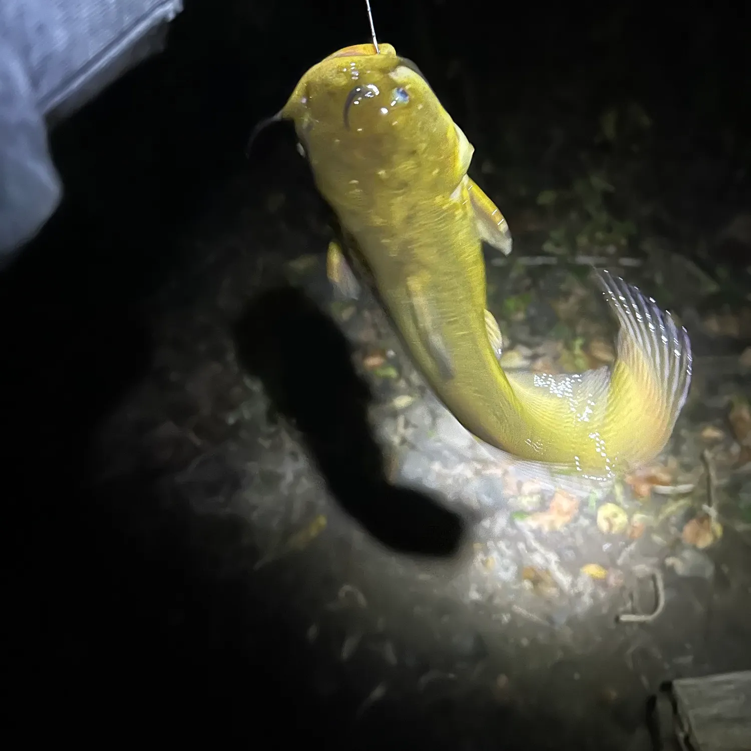 Yellow bullhead caught on Fishbrain