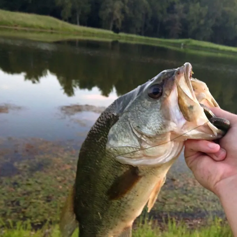 Largemouth bass caught on Fishbrain
