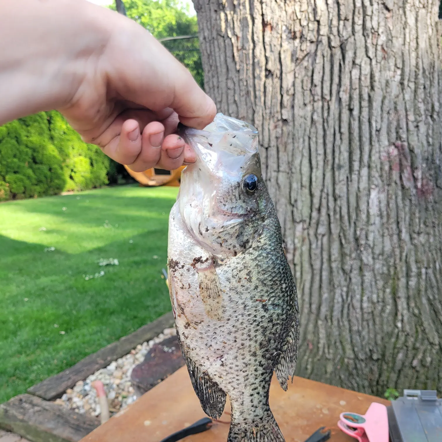 catch